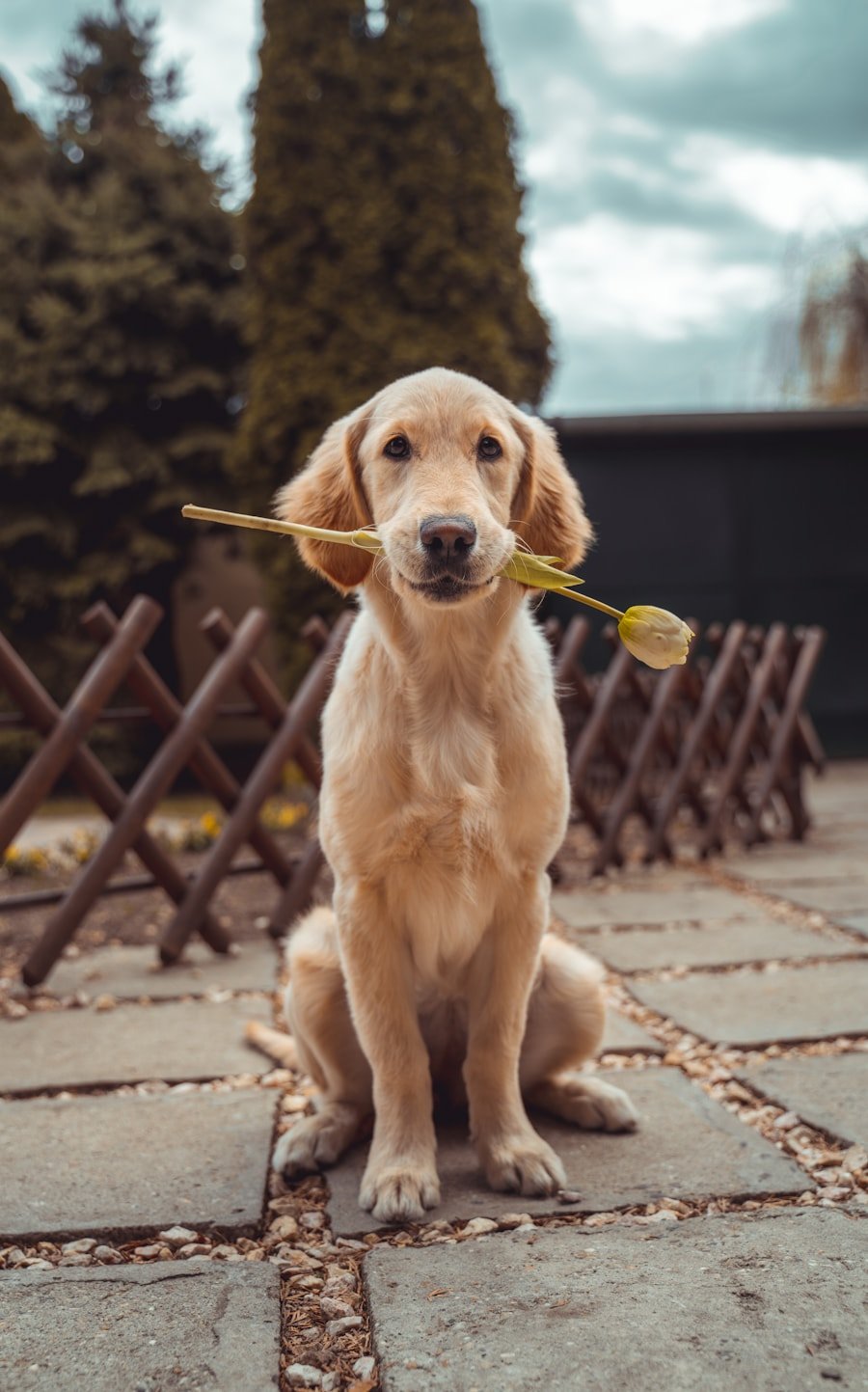 Dog licking its paw on a cozy indoor rug — a common behavior that can have several causes